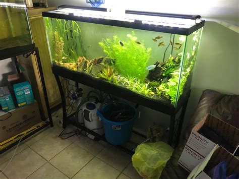 coolest fish for a 55 gallon tank|stocking 55 gallon freshwater tank.